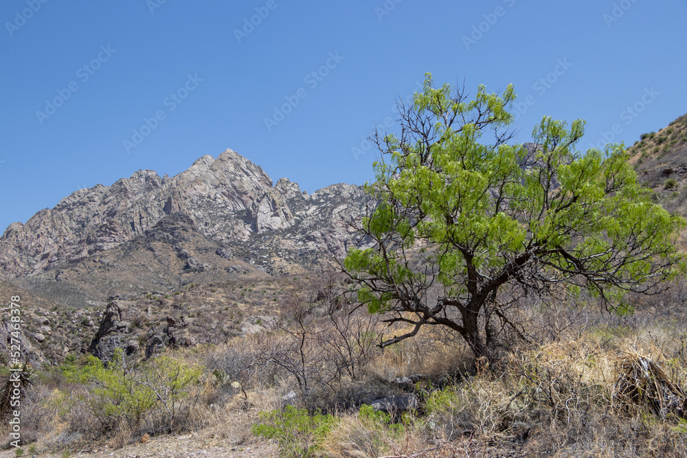 tree in the mountains in New Mexico