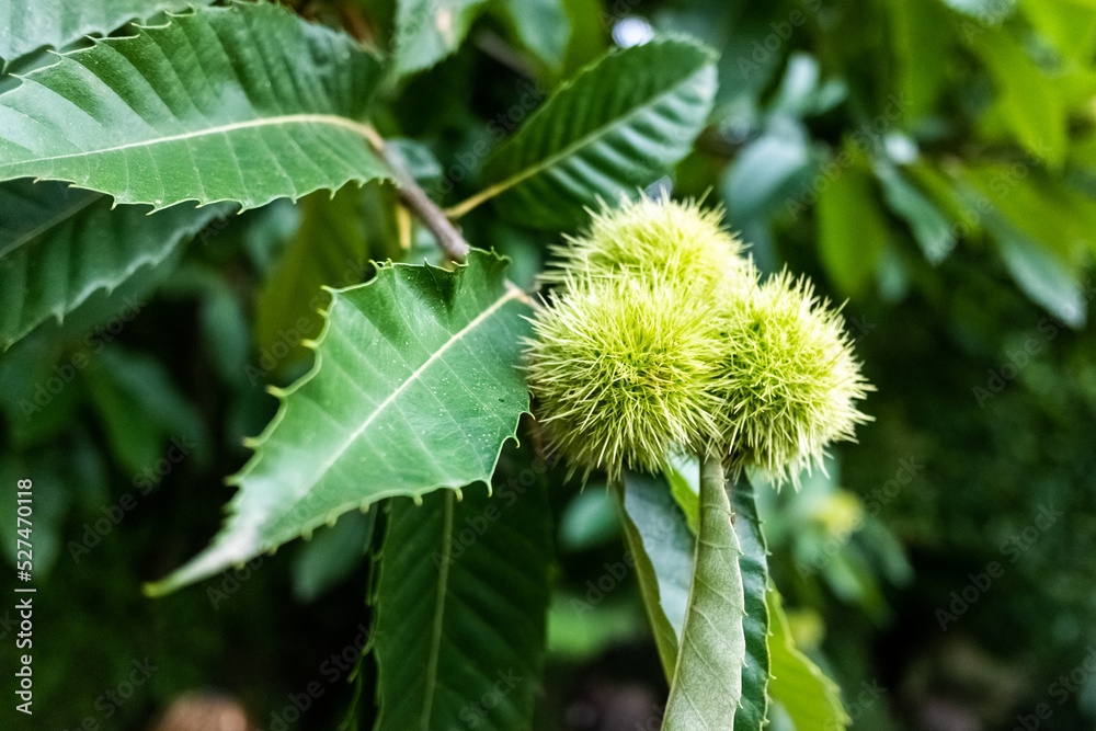 Chestnuts maturing during the summer to be harvested in the fall. Chestnuts maturing during the summer to be harvested in the fall.