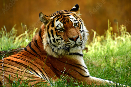 Fotobehang Close-up Of Tiger