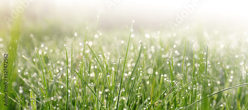 Fototapeta Naklejka Na Ścianę i Meble -  Closeup view of green grass with dew on sunny day, bokeh effect. Banner design