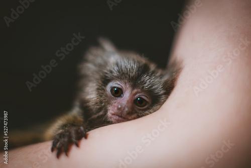 Fotografie, Obraz The common marmoset's babies on hand, isolated on black