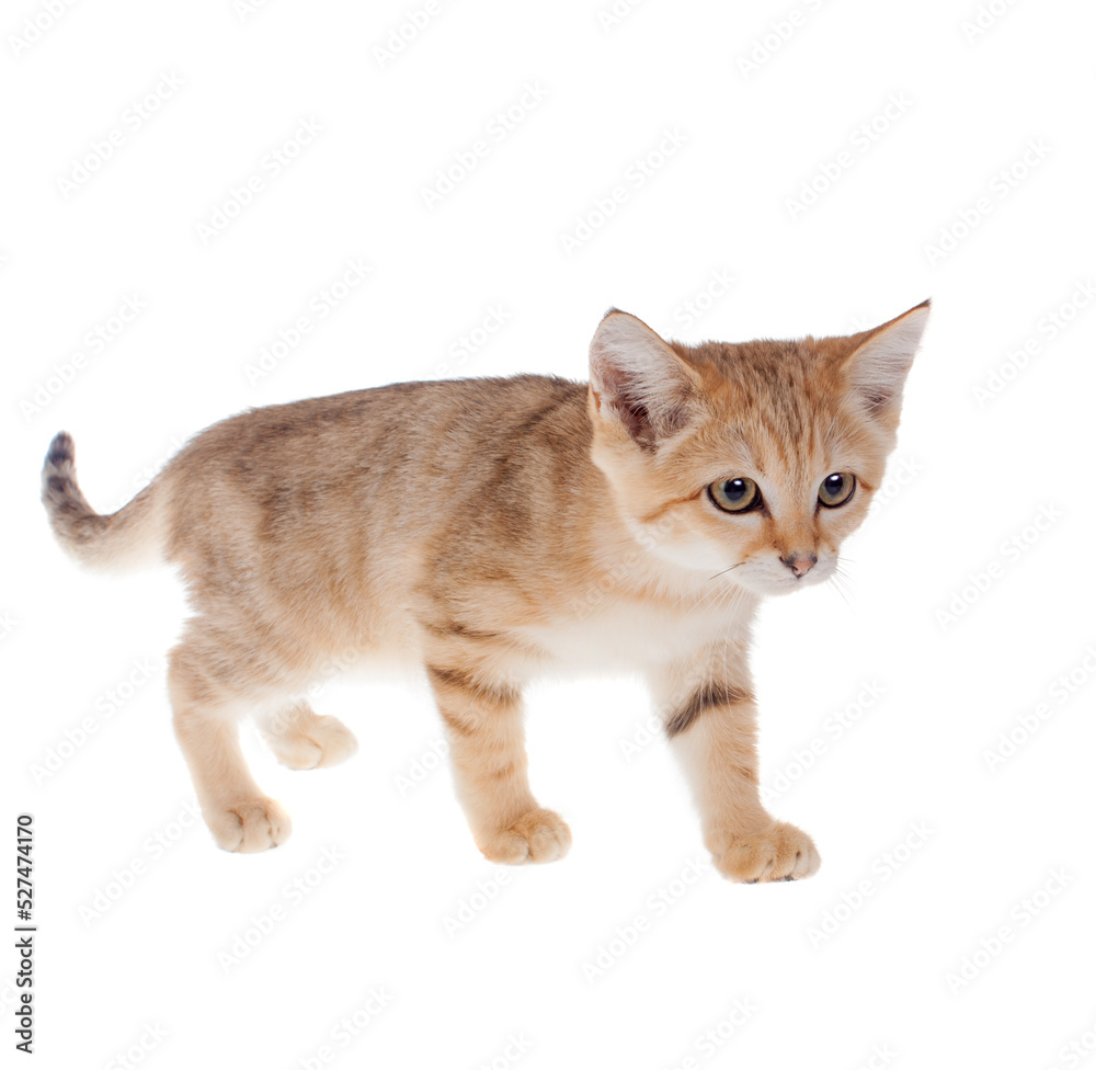 The Sand dune cat isolated on white