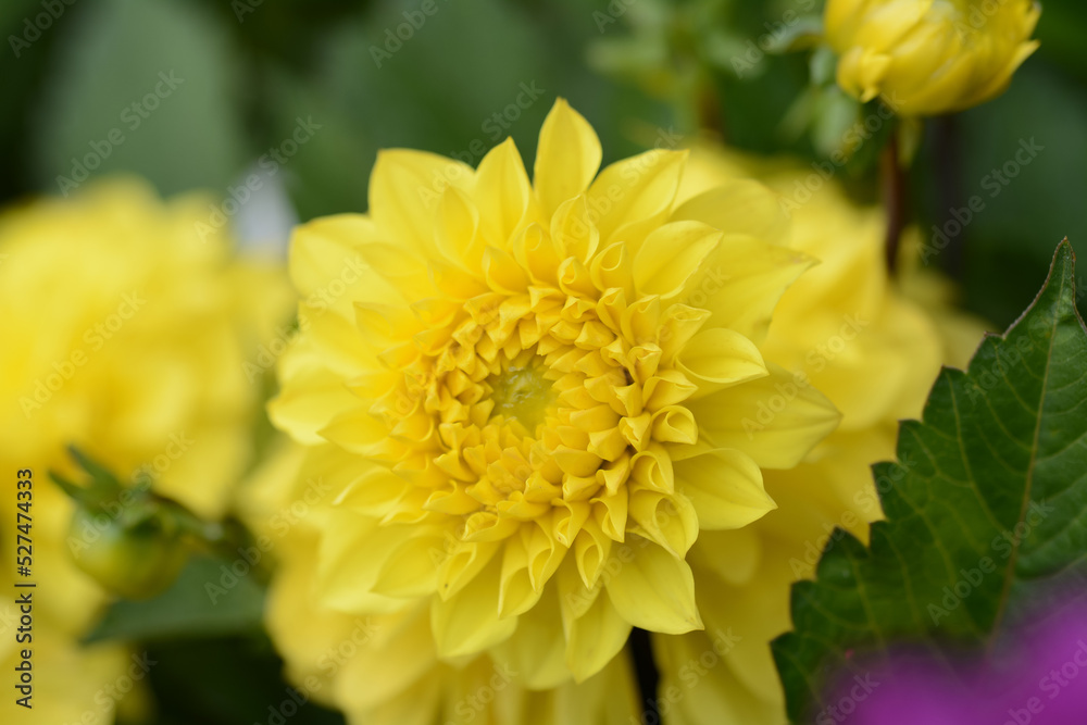 Flower yellow chrysanthemum close up macro
, Isolated. Chrysanthemum Flowers.F lower background, bud .Wallpaper sample. Flower yellow chrysanthemum close up macro
, Isolated. Chrysanthemum Flowers.F lower background, bud .Wallpaper sample.