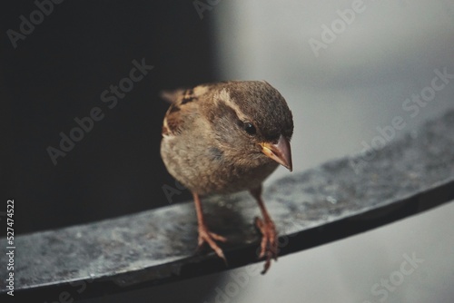 Billede på lærred Close-up Of Bird