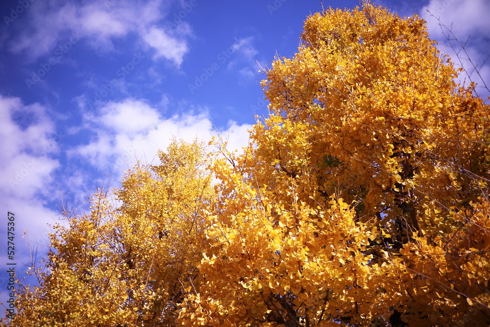 Fototapeta premium 大きなイチョウの木と青空