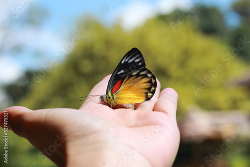 butterfly on hand