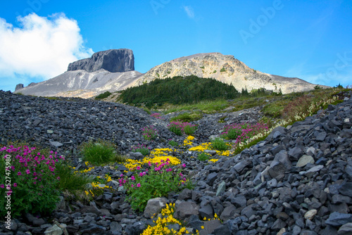 Photography Wildflowers in bloom at the base of The Black Tusk in Garibaldi Provincial Park in British Columbia, Canada