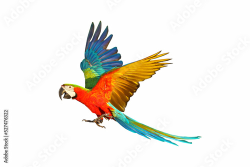 Colorful macaw parrot flying isolated on white background.