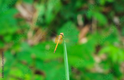 A Colorful Dragonfly in the Forest in A Closeup Shot © Tareq's Snapshot