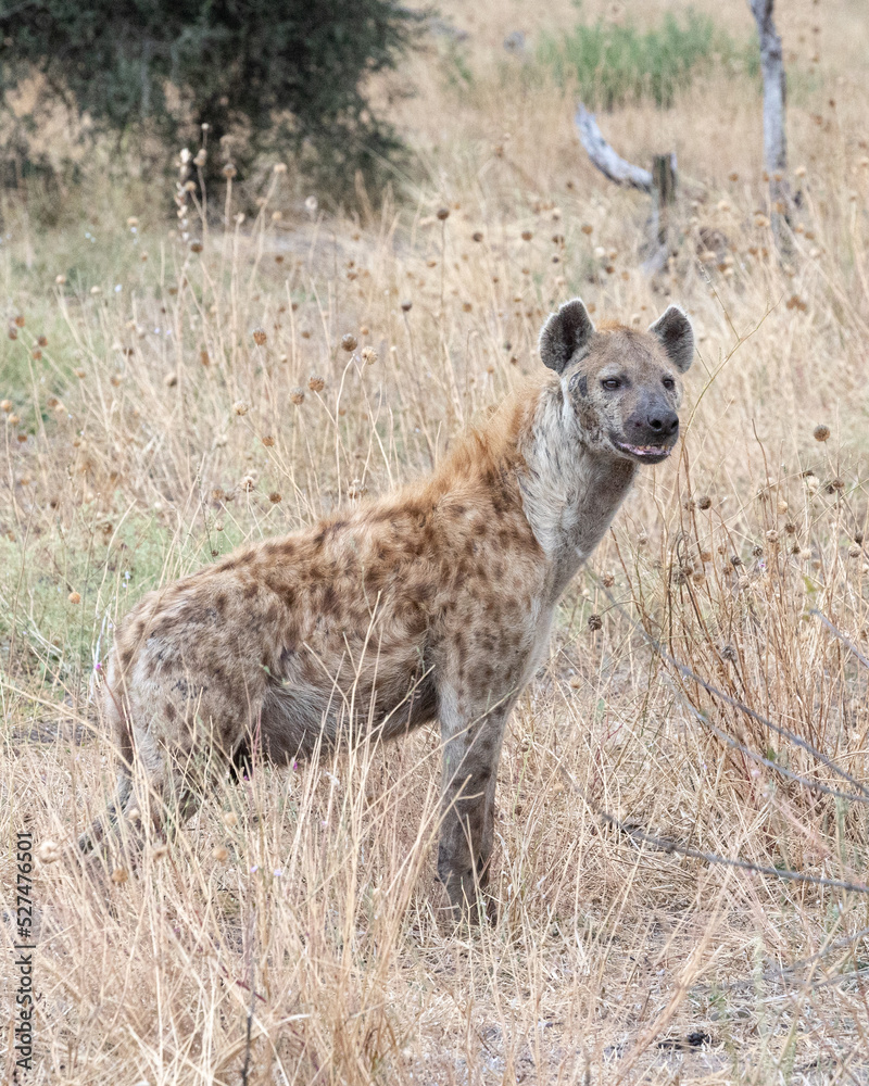 Hyena