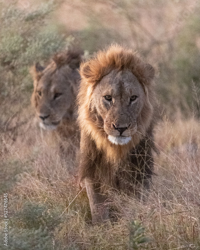 Animals to spot on a game drive