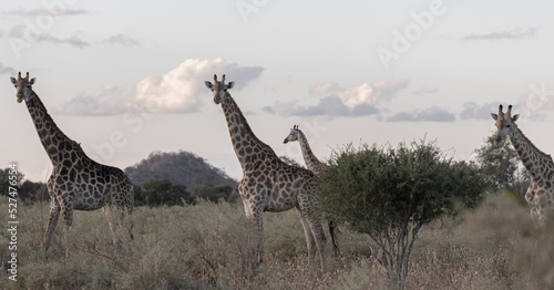 Animals to spot on a game drive