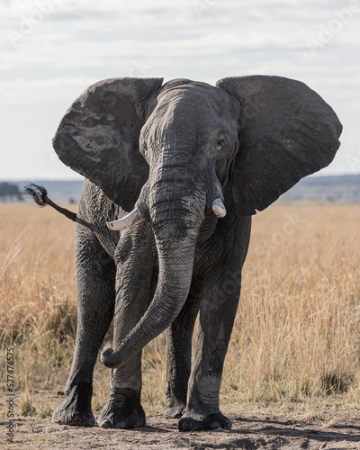 Animals to spot on a game drive