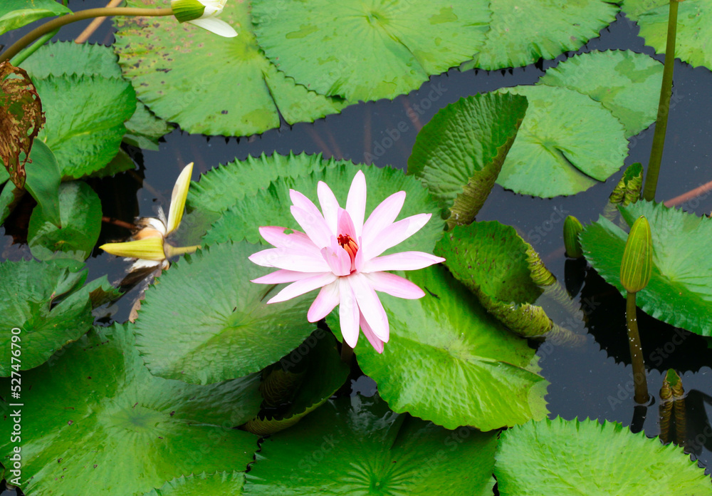 A White-Pink Water Lily Bloomed in the Pind along with Green Lilypad A White-Pink Water Lily Bloomed in the Pind along with Green Lilypad