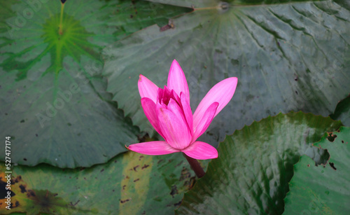 Pink Waterlily Flower in the Lake