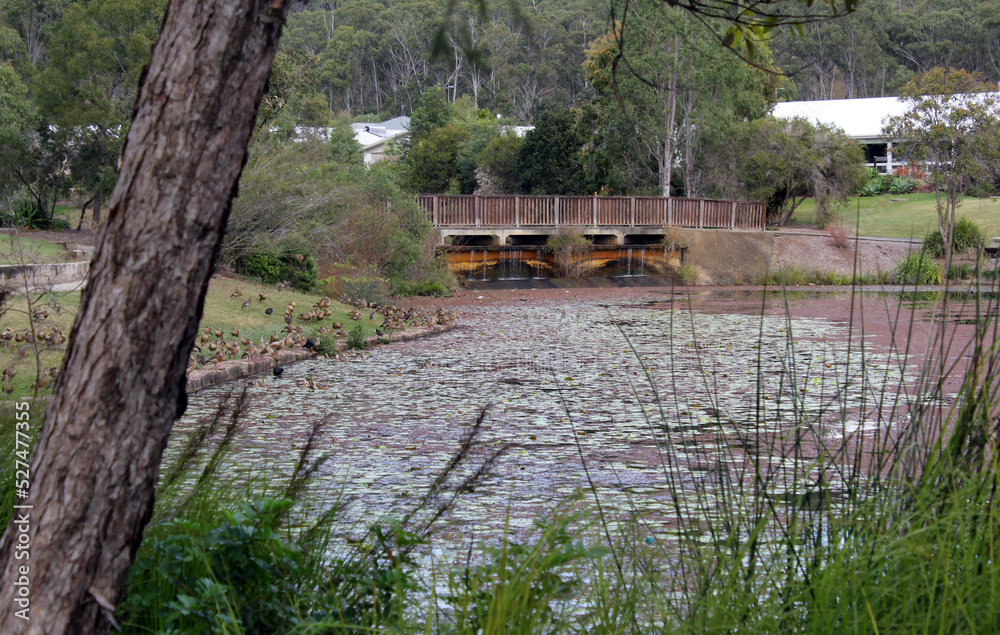 Bridge over a lake in a park with plants, trees, grass and ducks