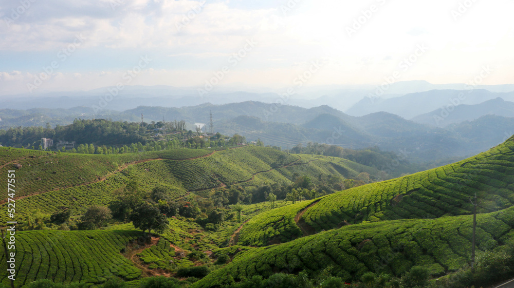 Amazing View of Tea Garden from Kannan Devan Hills, Munnar, Kerala, India
