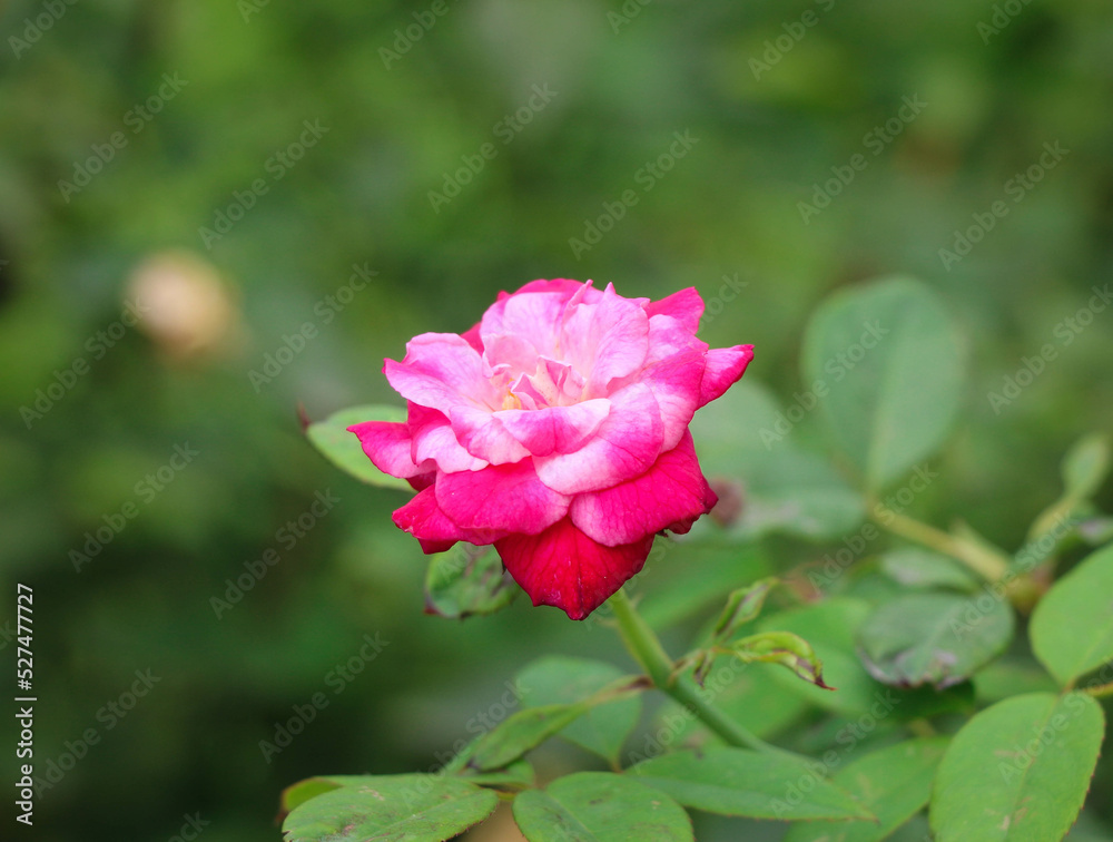 A Beautiful Fragrant Red Rose  in the Garden