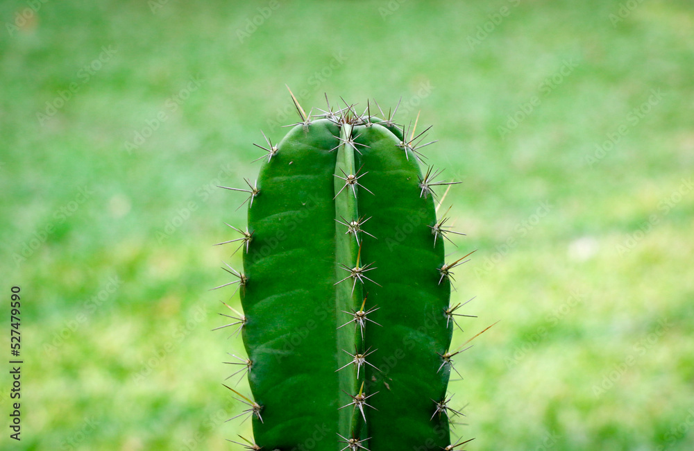 Fototapeta premium Cactus with Sharp Thorns