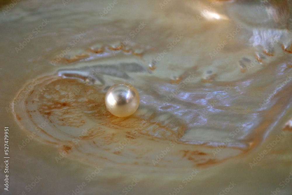Australian South Sea pearl inside an oyster