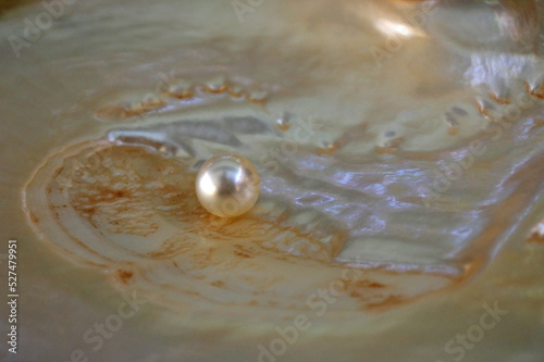 Obraz na płótnie Australian South Sea pearl inside an oyster w salonie