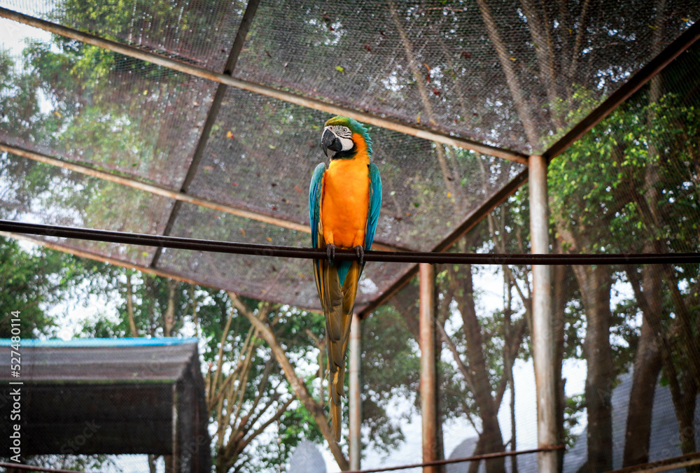 Obraz premium A Beautiful Blue-and-yellow macaw Bird in Bangabandhu Safari Park, Gazipur, Bangladesh