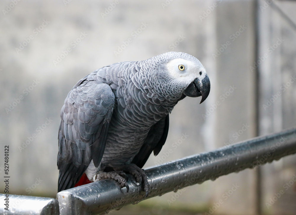 Obraz premium A Cute African Grey Parrot with a Red Tail in a Rainy Day - Bird's Wildlife