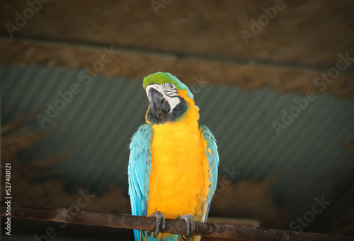 A Closeup of A Blue-and-yellow macaw Bird in Bangabandhu  Safari Park, Gazipur, Bangladesh photo