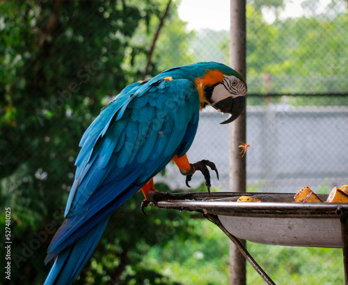 A Cute Blue-and-yellow macaw Bird in Bangabandhu  Safari Park, Gazipur, Bangladesh photo