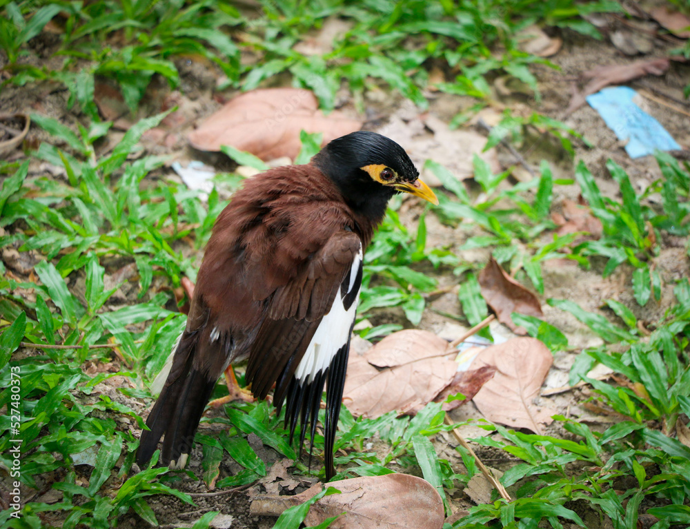 Obraz premium A Pretty Myna Bird from the Starling Family - One of the most Intelligent Birds in the World