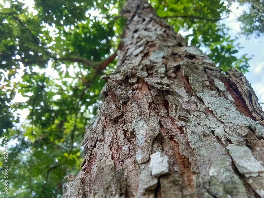 tree from the bottom shot