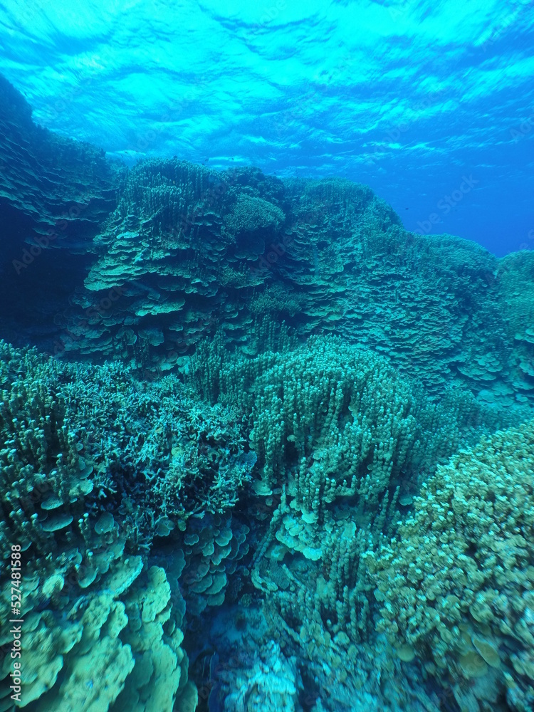 Fototapeta premium Scuba diving on the reefs of Majuro,Marshall islands.