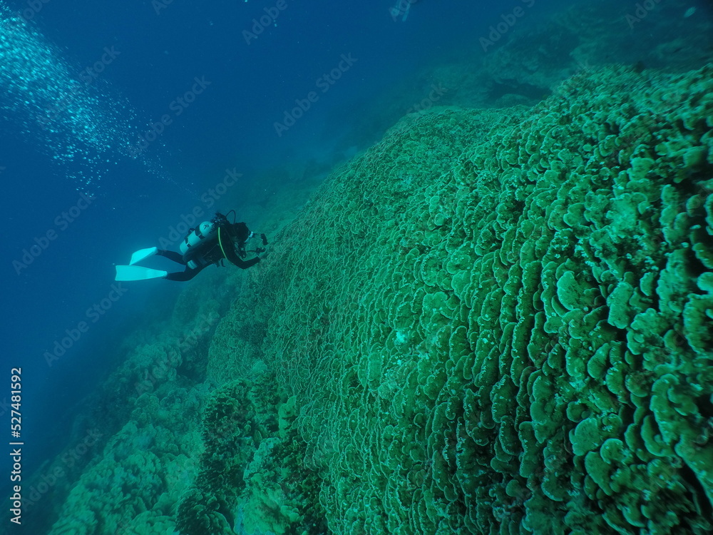 Scuba diving on the reefs of Majuro,Marshall islands. Scuba diving on the reefs of Majuro,Marshall islands.