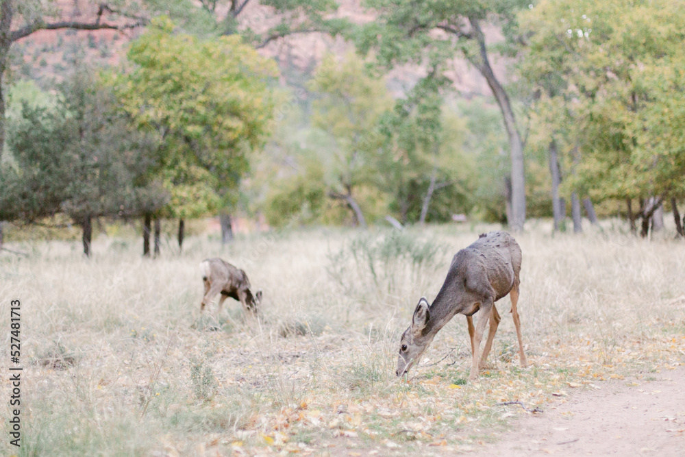 Naklejka premium wild deers in national park