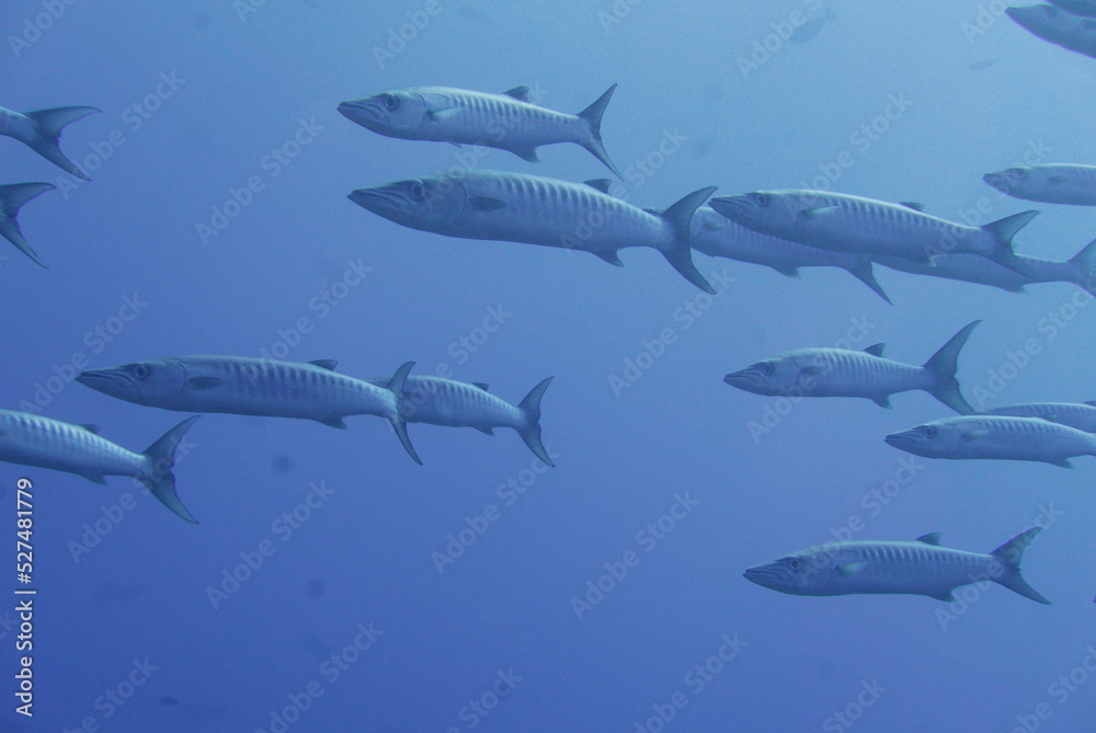 Obraz premium Scuba diving on the reefs of Majuro,Marshall islands.