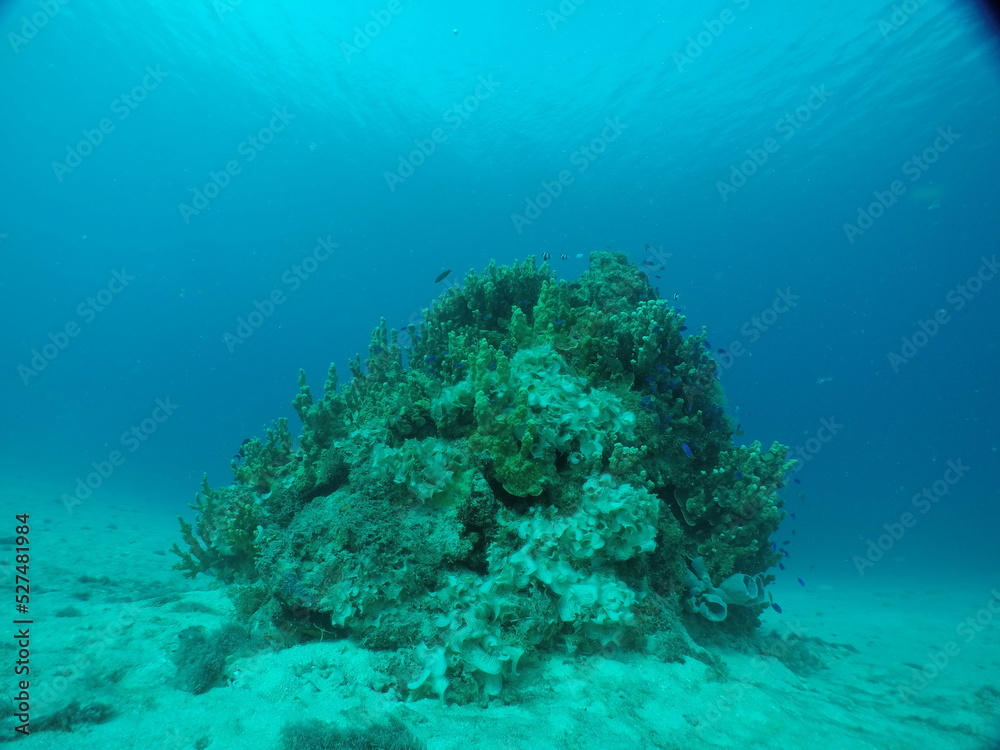 Fototapeta premium Scuba diving on the reefs of Majuro,Marshall islands.