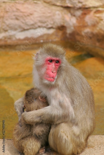 子供を抱く親猿 © hideki
