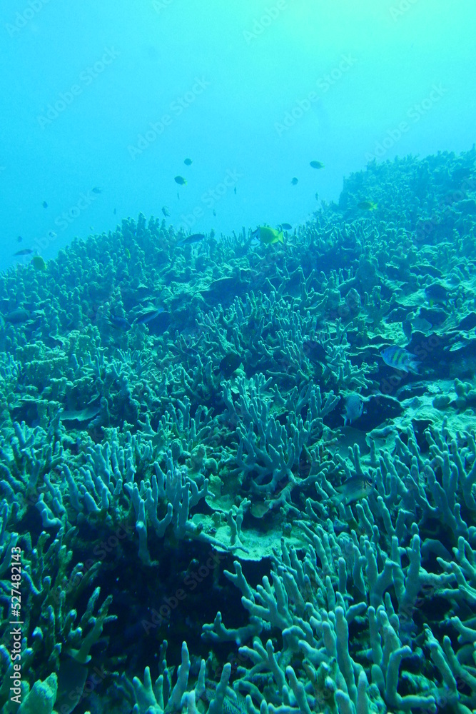 Fototapeta premium Scuba diving on the reefs of Majuro,Marshall islands.