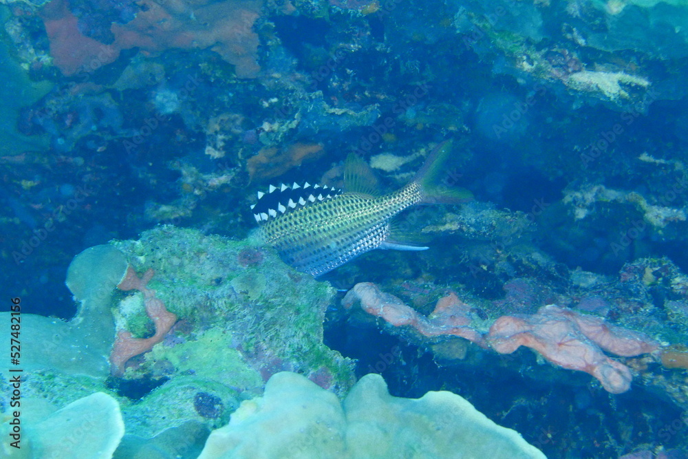 Scuba diving on the reefs of Majuro,Marshall islands. Scuba diving on the reefs of Majuro,Marshall islands.