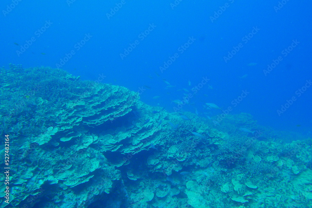 Scuba diving on the reefs of Majuro,Marshall islands.
