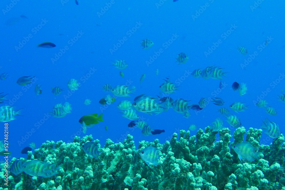 Fototapeta premium Scuba diving on the reefs of Majuro,Marshall islands.