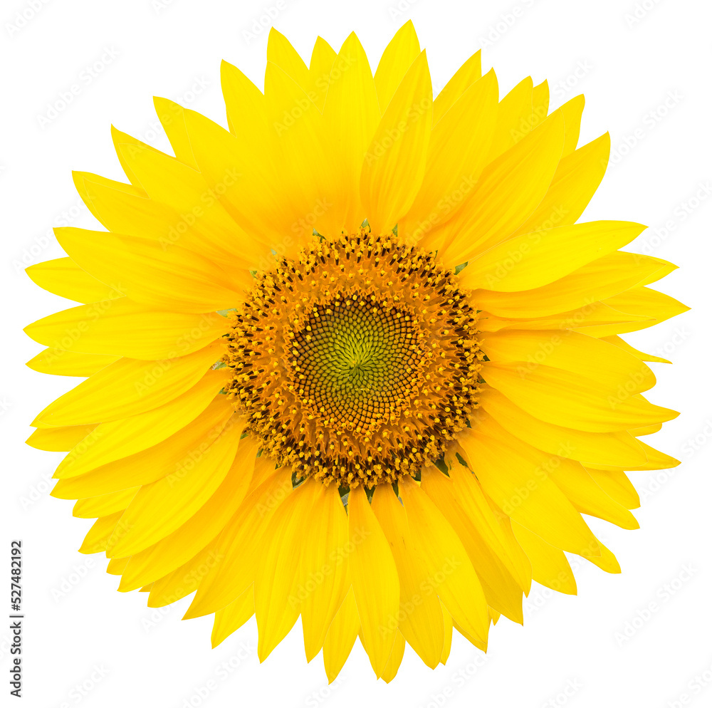 Sunflower isolated for decorative Sunflower isolated for decorative