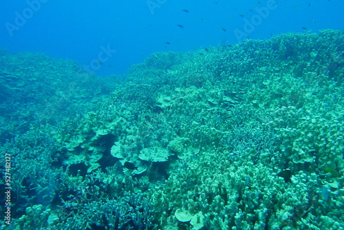 Scuba diving on the reefs of Majuro Marshall islands.