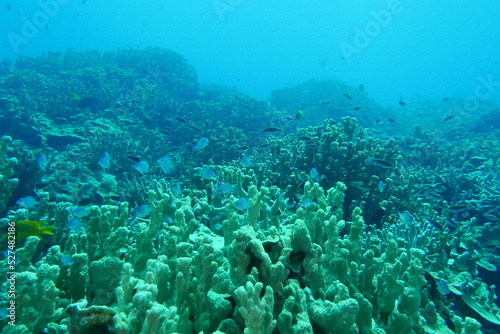 Fototapeta Naklejka Na Ścianę i Meble -  Scuba diving on the reefs of Majuro,Marshall islands.