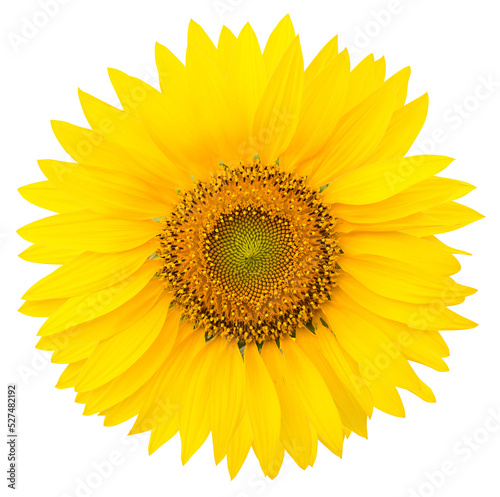 Sunflower isolated for decorative