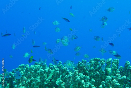 Scuba diving on the reefs of Majuro,Marshall islands.