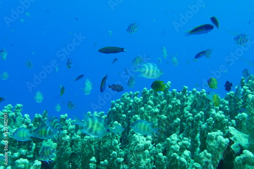Scuba diving on the reefs of Majuro,Marshall islands. © Optimistic Fish