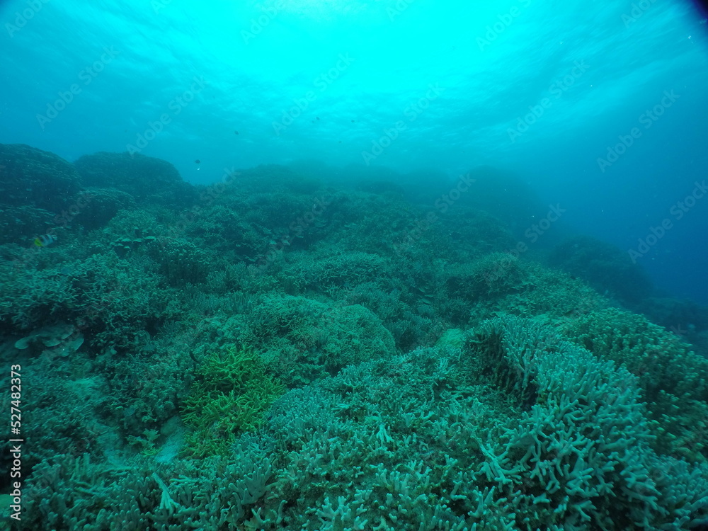 Naklejka premium Scuba diving on the reefs of Majuro,Marshall islands.