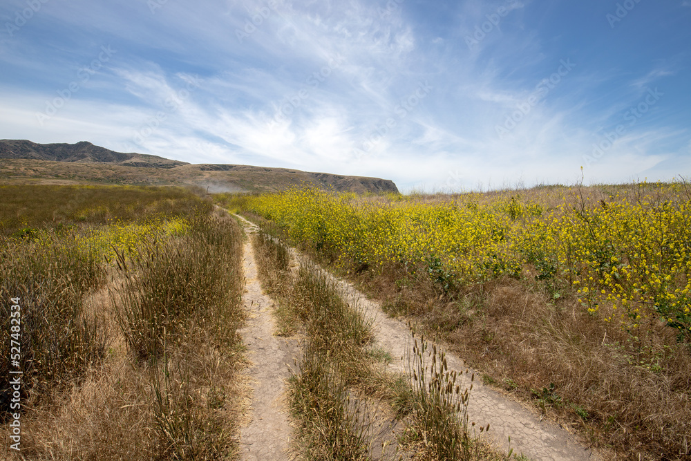 Potato Harbor Road hiking trail on Santa Cruz island in the Channel Islands National Park off the coast Santa Barbara California United States Potato Harbor Road hiking trail on Santa Cruz island in the Channel Islands National Park off the coast Santa Barbara California United States