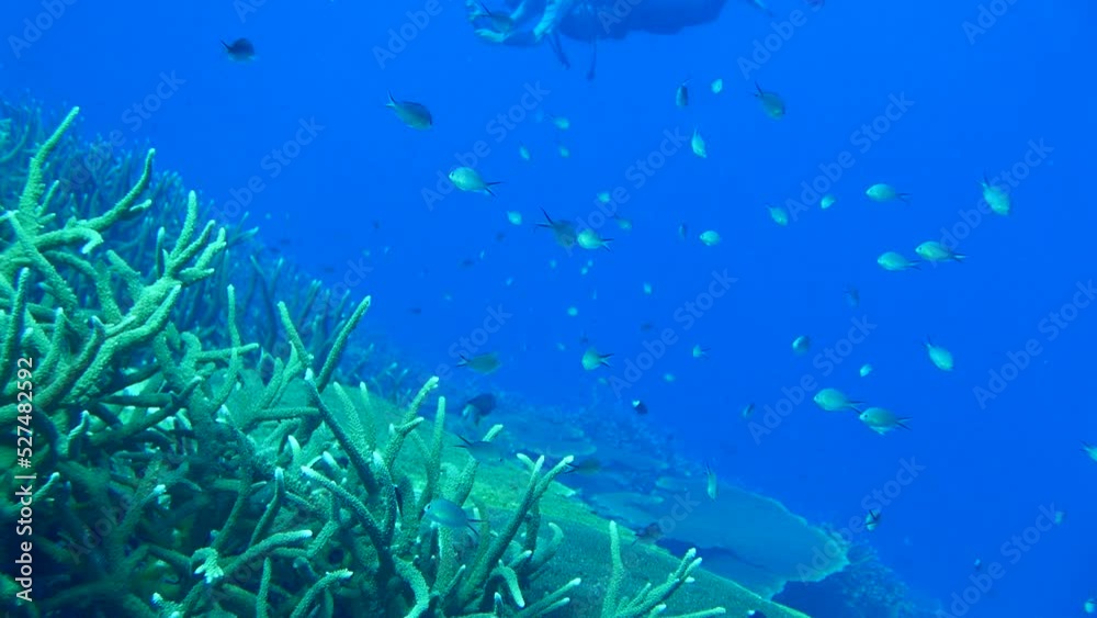 Scuba diving on the reefs of Majuro,Marshall islands. Scuba diving on the reefs of Majuro,Marshall islands.